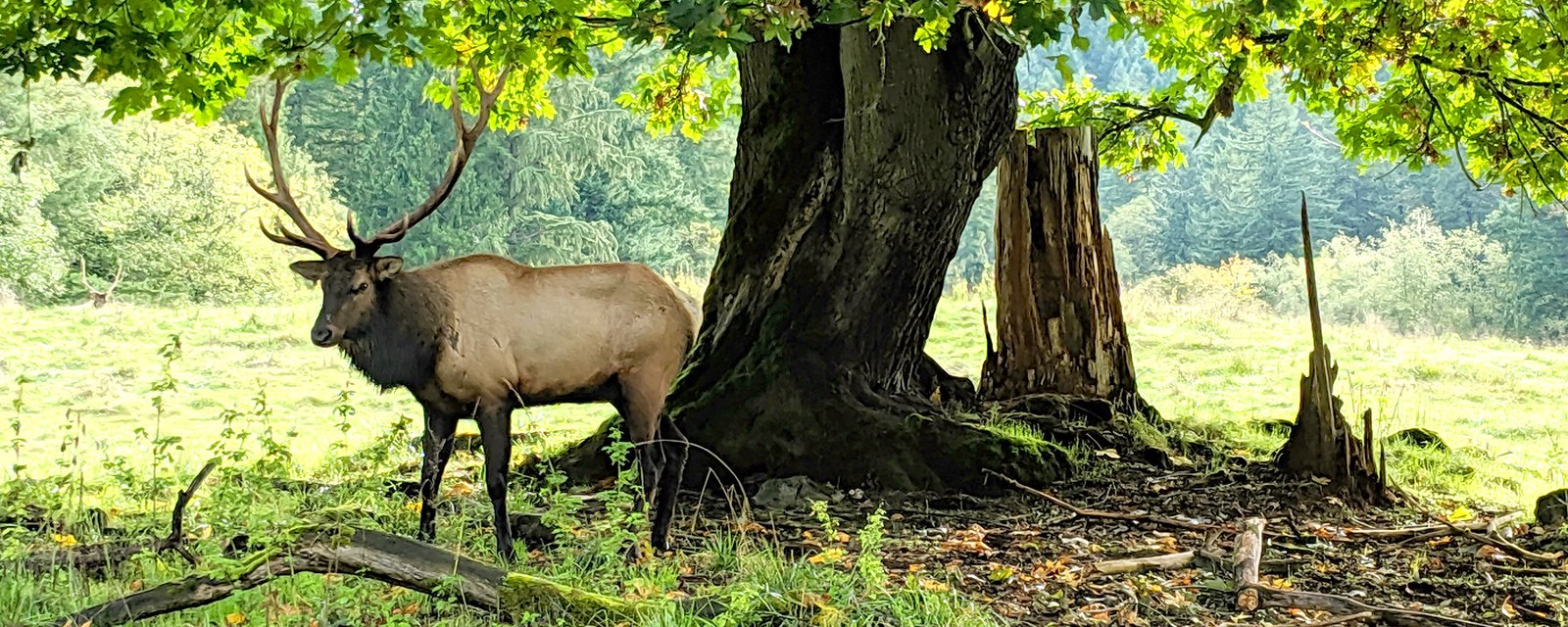 A deer rests under a tree. There's a mysterious shape visible between the two tree trunks.