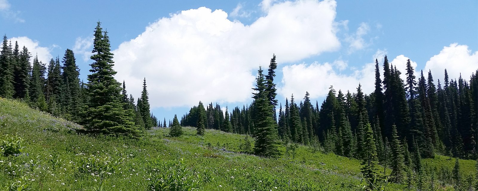 A field with trees and a beautiful blue sky.